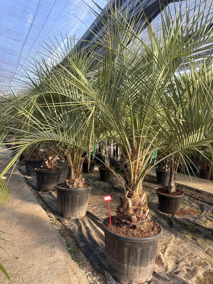 PALME Butia Capitata HÖHE 300CM WINTERHART -15 GRAD Stamm 30/40 cm Premium Qualität