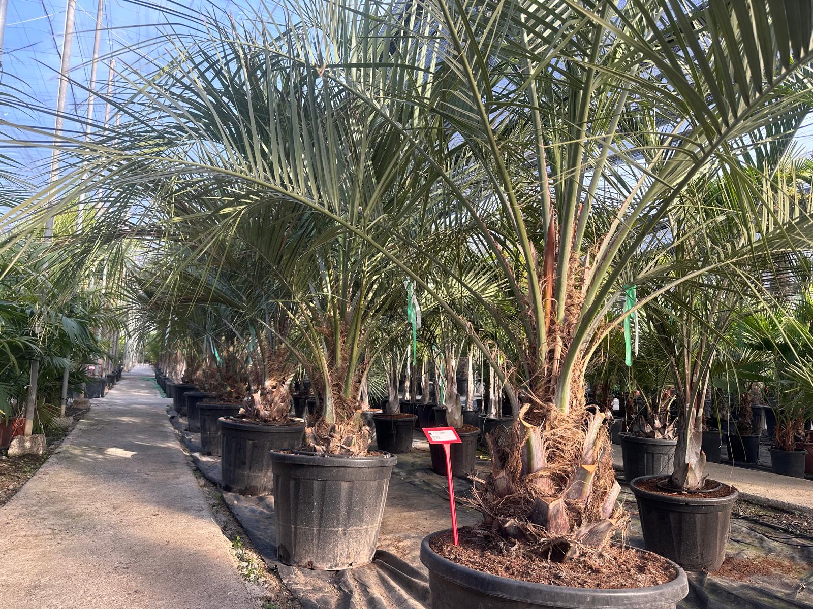 PALME Butia Capitata HÖHE 300CM WINTERHART -15 GRAD Stamm 30/40 cm Premium Qualität