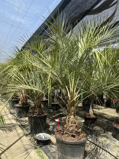 PALME Butia Capitata HÖHE 300CM WINTERHART -15 GRAD Stamm 30/40 cm Premium Qualität