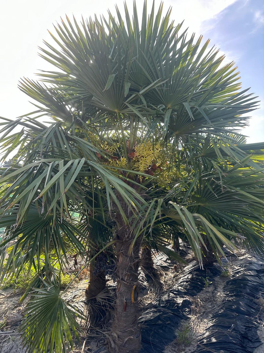 PALME TRACHYCARPUS FORTUNEI HÖHE 350CM WINTERHART -19 GRAD Stamm 2 Meter Spitzen Qualität