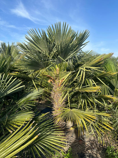 PALME TRACHYCARPUS FORTUNEI HÖHE 270CM WINTERHART -19 GRAD Stamm 1,30 Meter