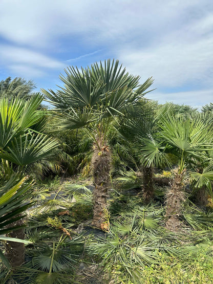 PALME TRACHYCARPUS FORTUNEI HÖHE 270CM WINTERHART -19 GRAD Stamm 1,30 Meter