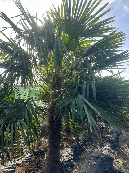 PALME TRACHYCARPUS FORTUNEI HÖHE 270CM WINTERHART -19 GRAD Stamm 1,30 Meter