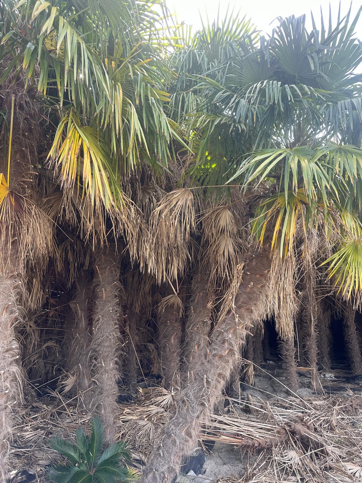 PALME TRACHYCARPUS FORTUNEI HÖHE 6 Meter WINTERHART -19 GRAD Stamm 400 cm XL Direkt aus Spanien