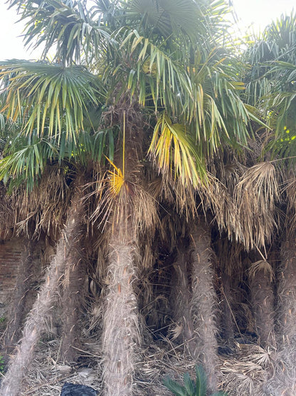 PALME TRACHYCARPUS FORTUNEI HÖHE 6 Meter WINTERHART -19 GRAD Stamm 400 cm XL Direkt aus Griechenland (Kopie)