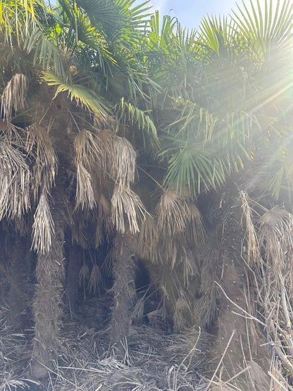 PALME TRACHYCARPUS FORTUNEI HÖHE 6 Meter WINTERHART -19 GRAD Stamm 400 cm XL Direkt aus Spanien