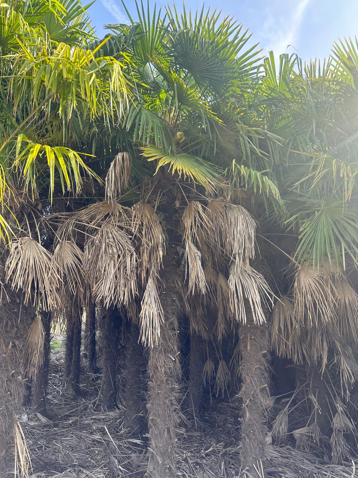 PALME TRACHYCARPUS FORTUNEI HÖHE 6 Meter WINTERHART -19 GRAD Stamm 400 cm XL Direkt aus Spanien