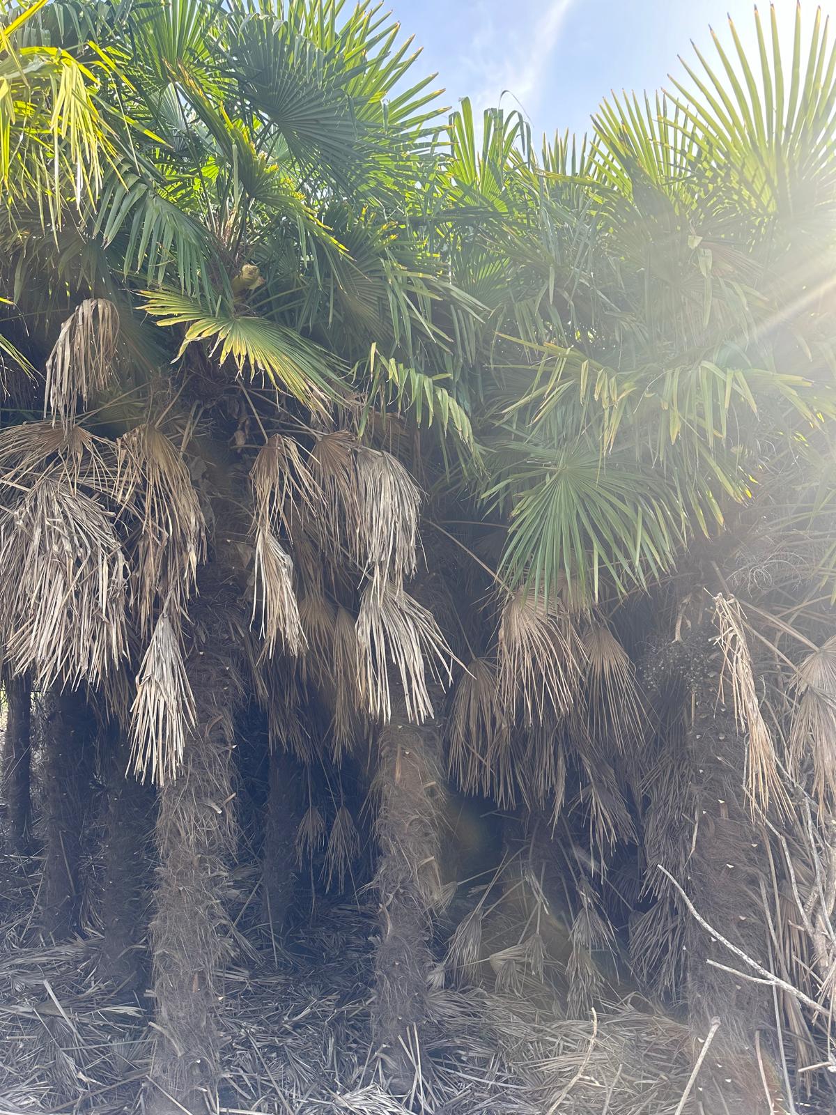 PALME TRACHYCARPUS FORTUNEI HÖHE 6 Meter WINTERHART -19 GRAD Stamm 400 cm XL Direkt aus Griechenland (Kopie)