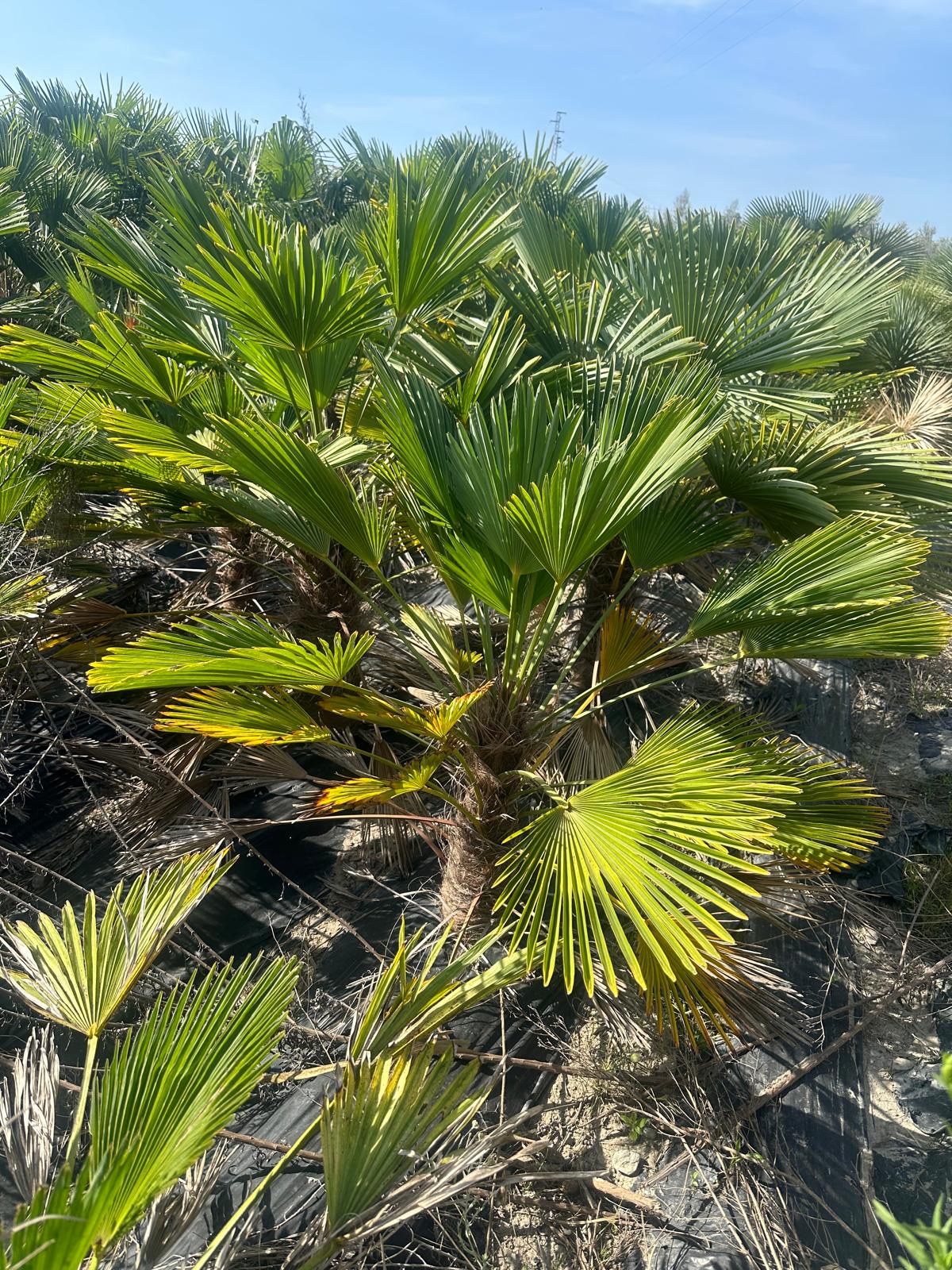 PALME TRACHYCARPUS Wagnerianus HÖHE 250 CM WINTERHART -25 GRAD Stamm 1 Meter