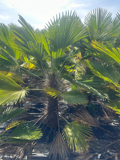 PALME TRACHYCARPUS Wagnerianus HÖHE 250 CM WINTERHART -25 GRAD Stamm 1 Meter