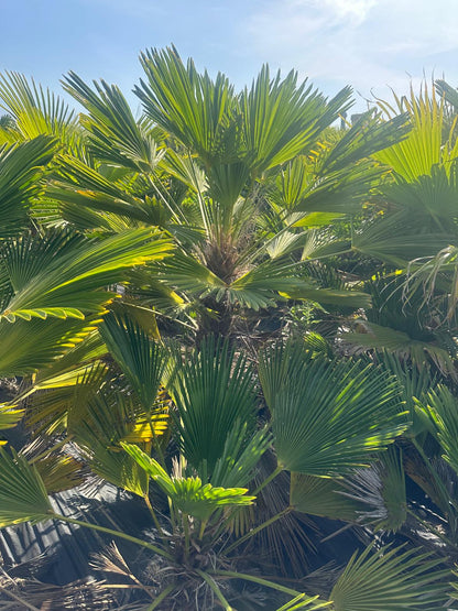 PALME TRACHYCARPUS Wagnerianus HÖHE 250 CM WINTERHART -25 GRAD Stamm 1 Meter