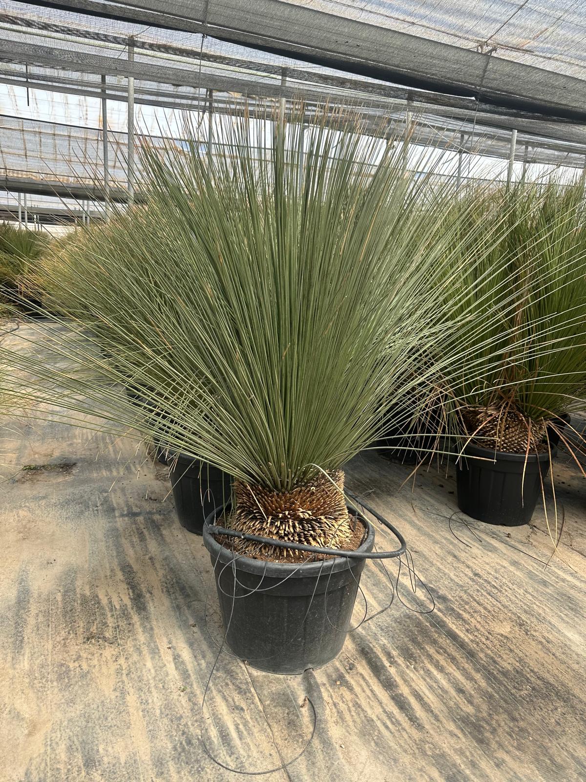 PALME DASYLIRIOM LONGISSIMUM HÖHE 200CM WINTERHART -15 GRAD Stamm 20/30 cm Premium Qualität Mexikanischer Grasbaum