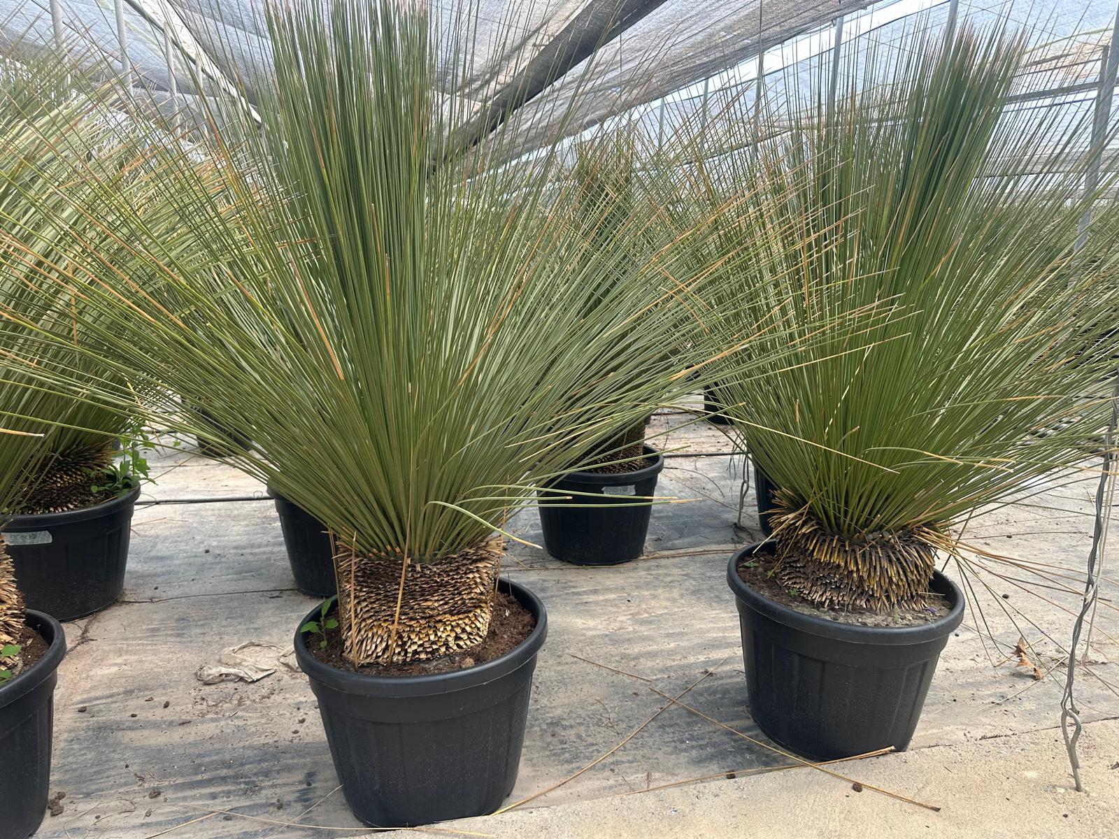 PALME DASYLIRIOM LONGISSIMUM HÖHE 200CM WINTERHART -15 GRAD Stamm 20/30 cm Premium Qualität Mexikanischer Grasbaum