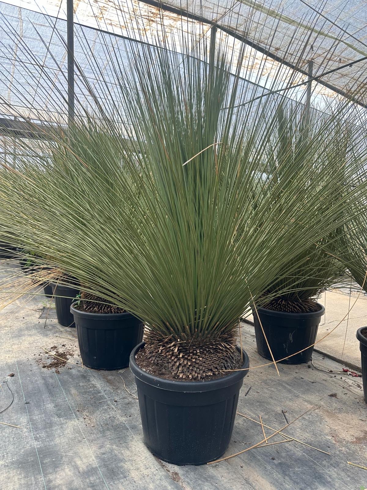 PALME DASYLIRIOM LONGISSIMUM HÖHE 200CM WINTERHART -15 GRAD Stamm 20/30 cm Premium Qualität Mexikanischer Grasbaum