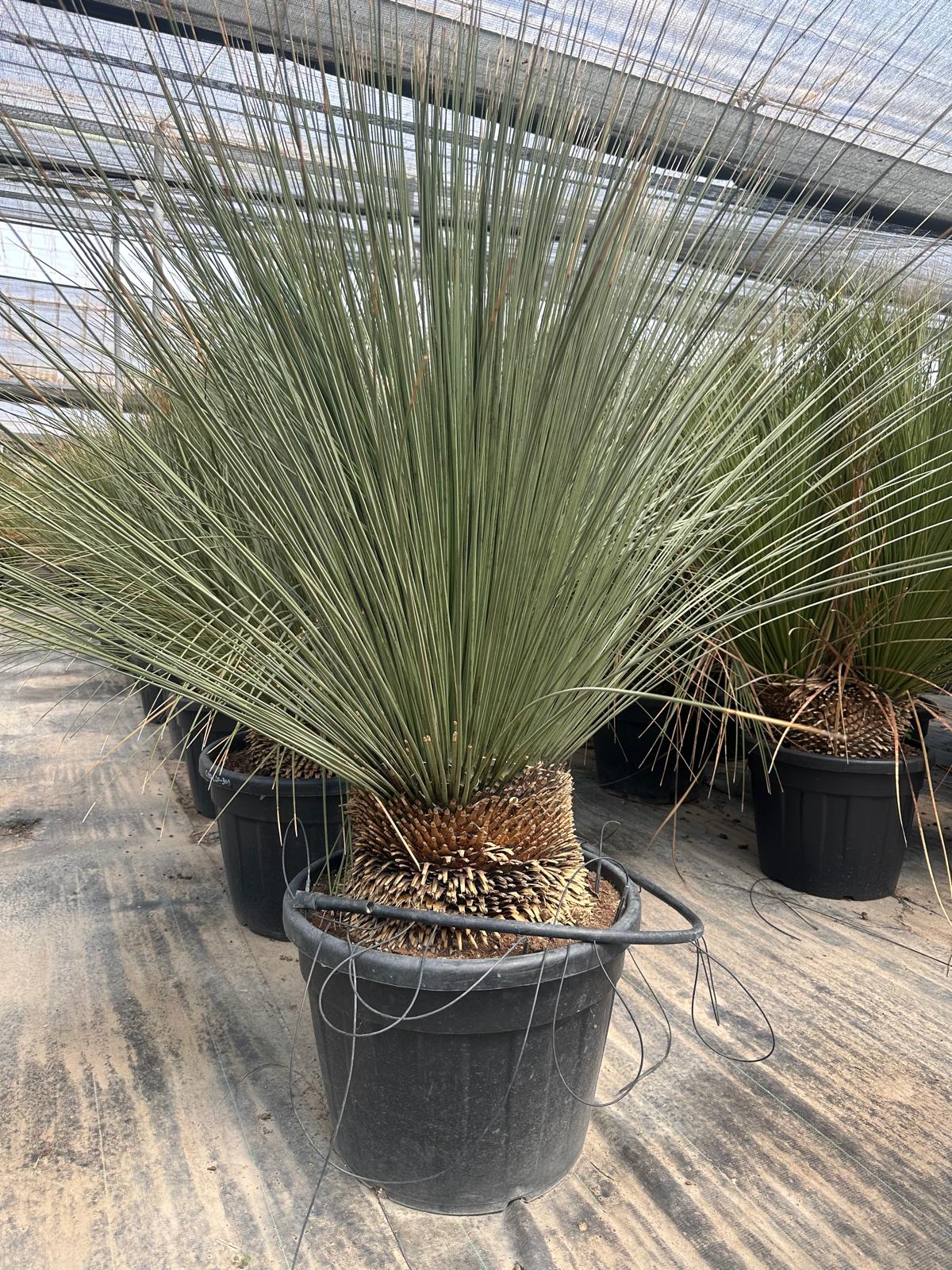 PALME DASYLIRIOM LONGISSIMUM HÖHE 200CM WINTERHART -15 GRAD Stamm 20/30 cm Premium Qualität Mexikanischer Grasbaum