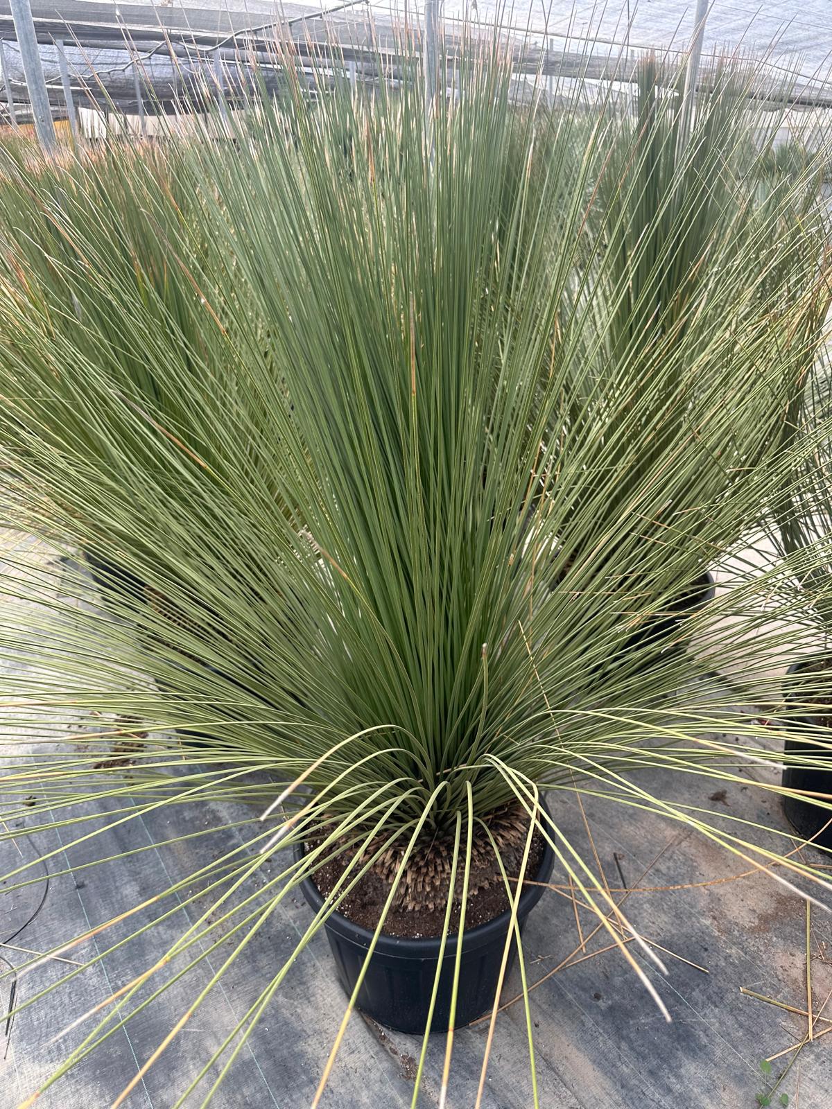 PALME DASYLIRIOM LONGISSIMUM HÖHE 200CM WINTERHART -15 GRAD Stamm 20/30 cm Premium Qualität Mexikanischer Grasbaum