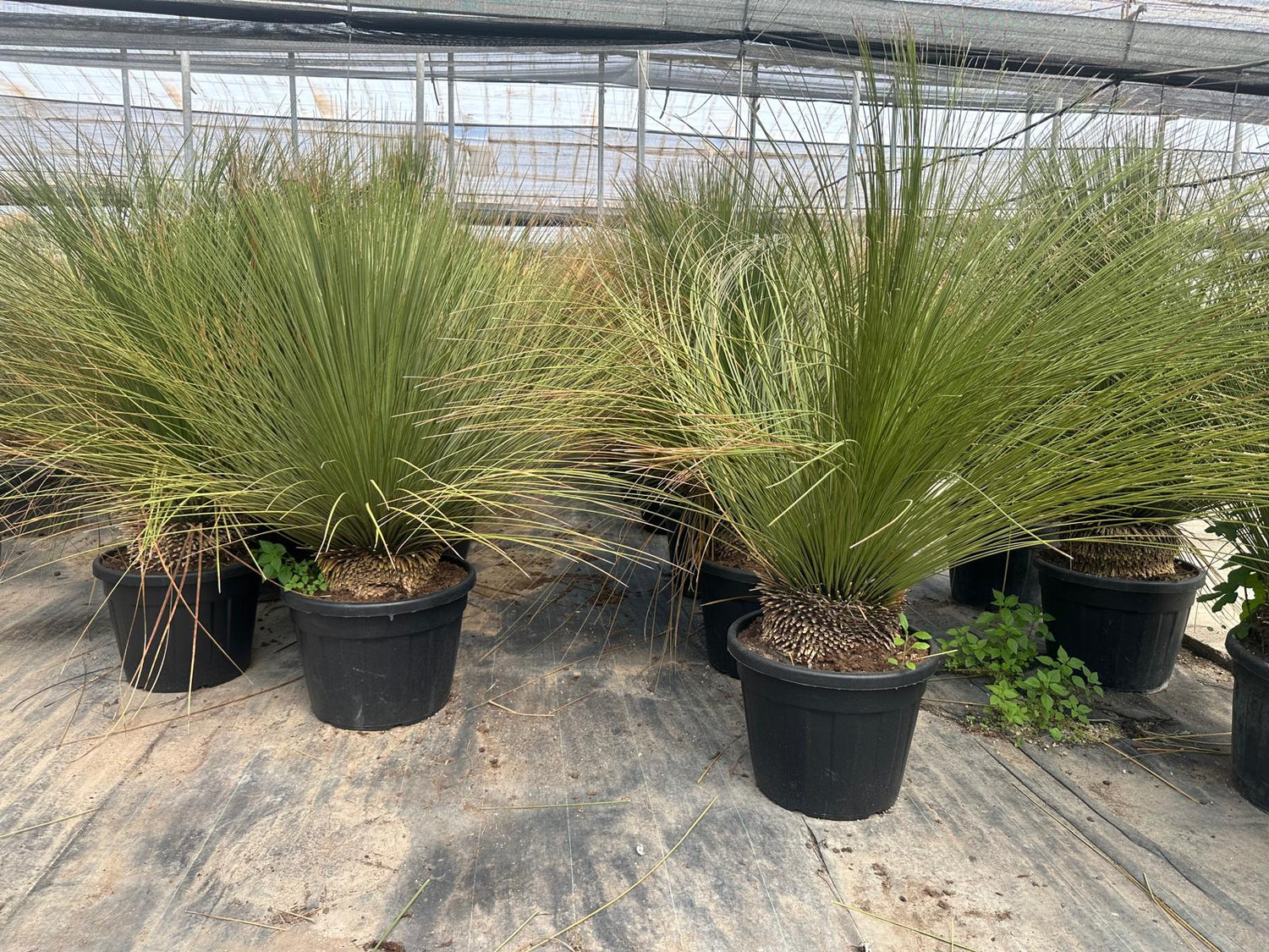 PALME DASYLIRIOM LONGISSIMUM HÖHE 200CM WINTERHART -15 GRAD Stamm 20/30 cm Premium Qualität Mexikanischer Grasbaum