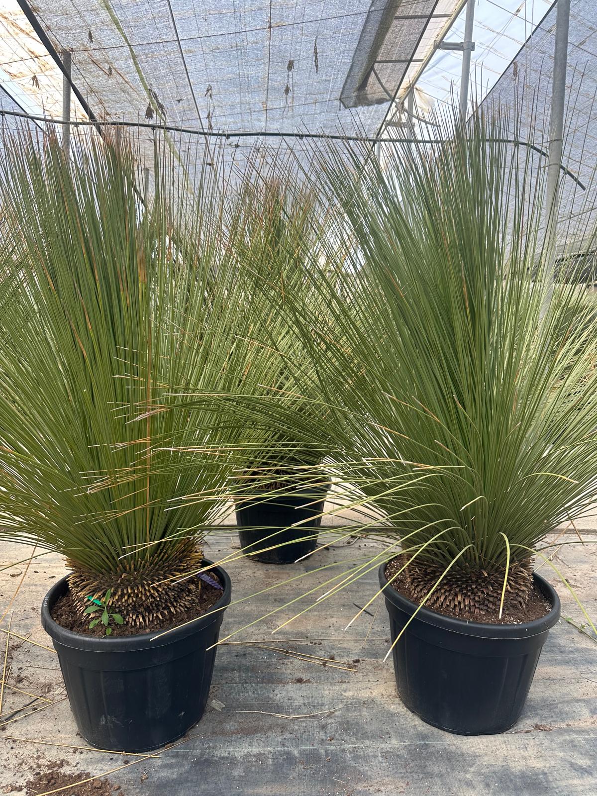 PALME DASYLIRIOM LONGISSIMUM HÖHE 200CM WINTERHART -15 GRAD Stamm 20/30 cm Premium Qualität Mexikanischer Grasbaum