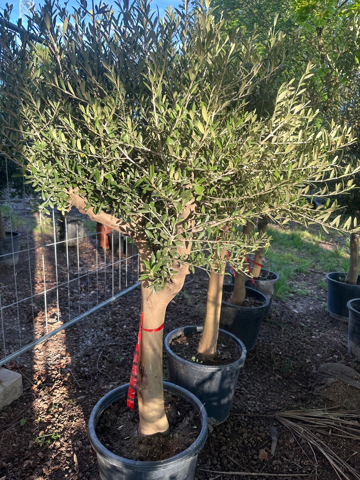 Olivenbaum Olea Europaea ca. 180 cm höhe Premium Qualität aus Spanien