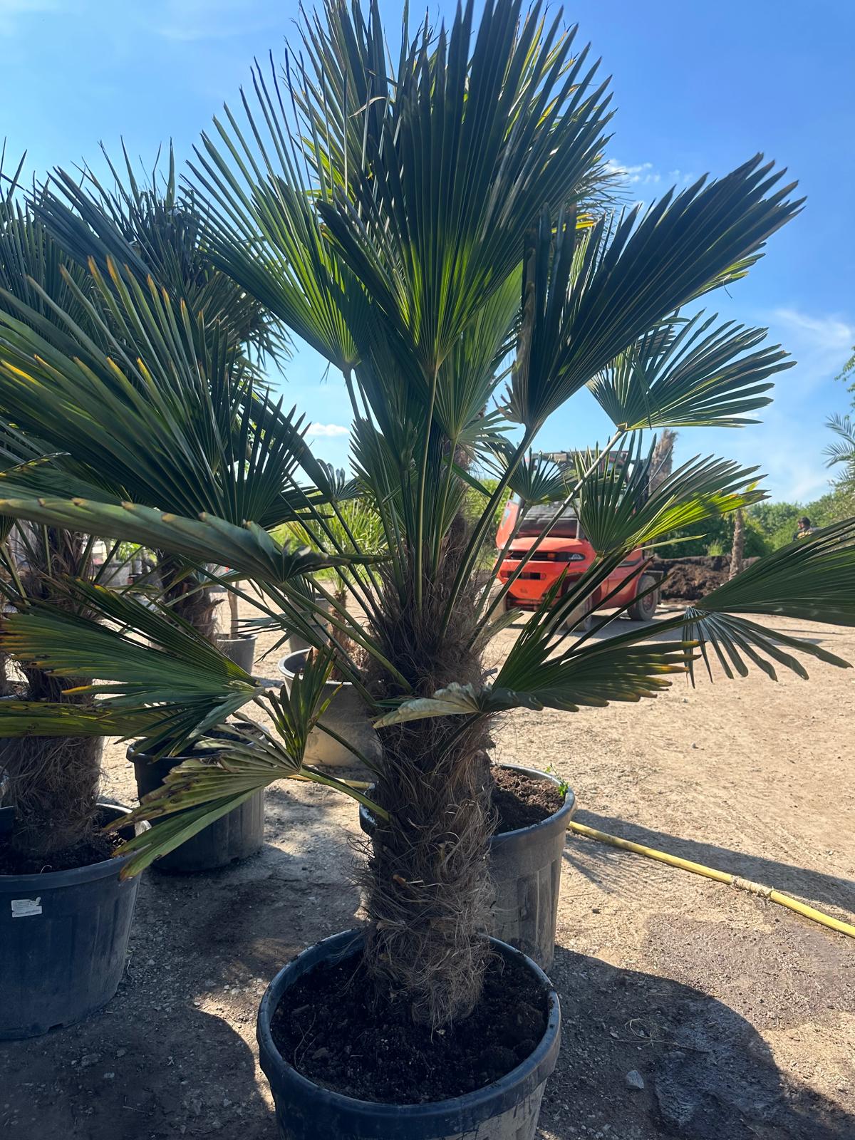 PALME TRACHYCARPUS Wagnerianus HÖHE 250 CM WINTERHART -25 GRAD Stamm 1 Meter