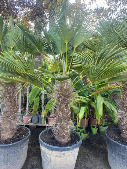 PALME TRACHYCARPUS Wagnerianus HÖHE 250 CM WINTERHART -25 GRAD Stamm 1 Meter