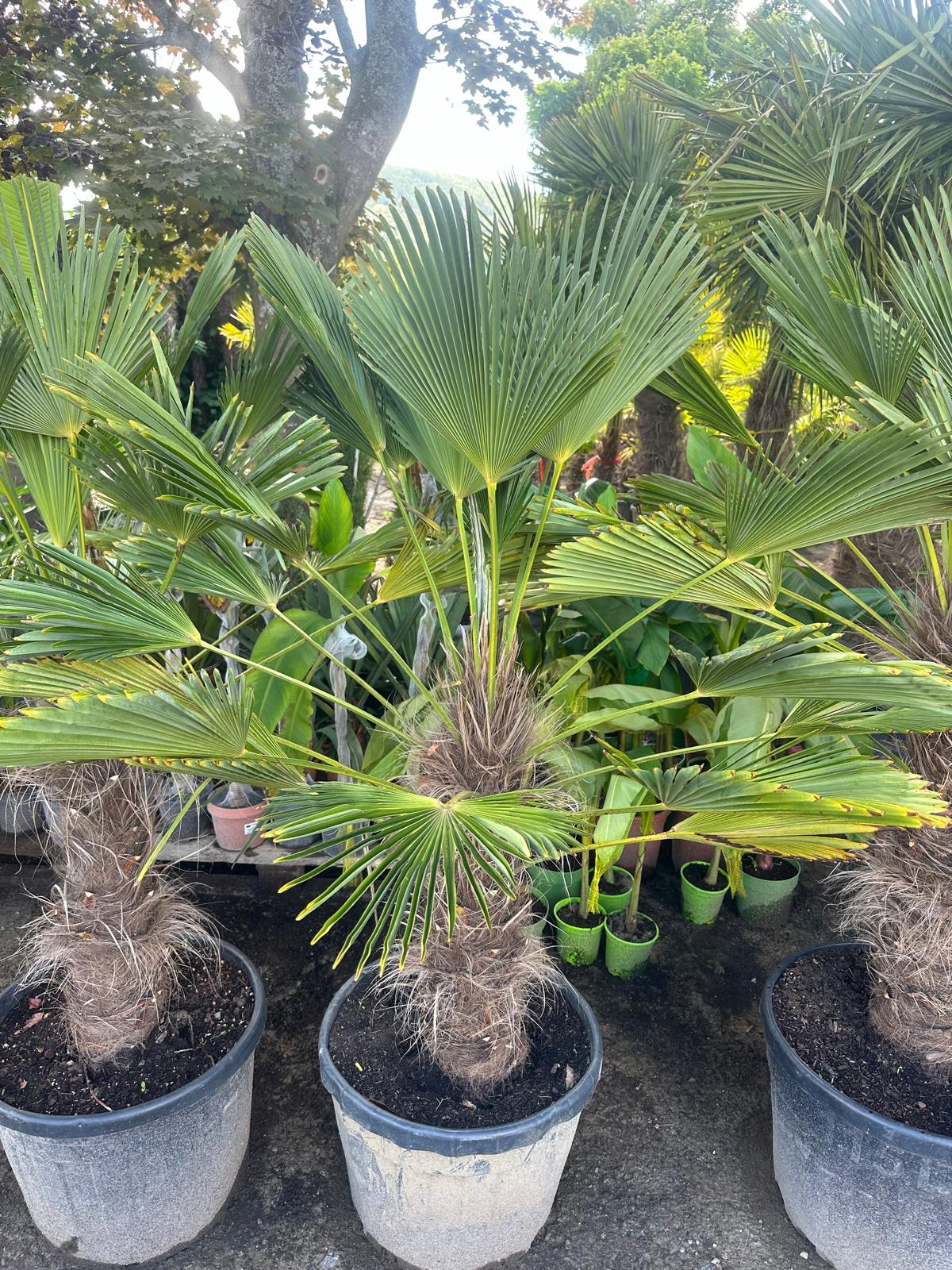 PALME TRACHYCARPUS Wagnerianus HÖHE 250 CM WINTERHART -25 GRAD Stamm 1 Meter