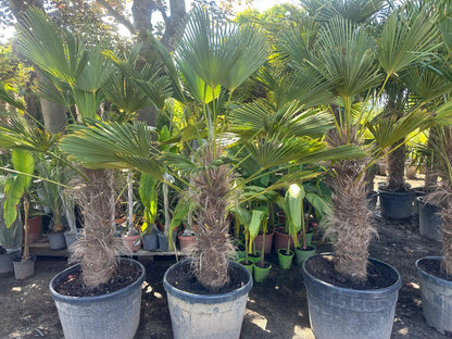 PALME TRACHYCARPUS Wagnerianus HÖHE 250 CM WINTERHART -25 GRAD Stamm 1 Meter