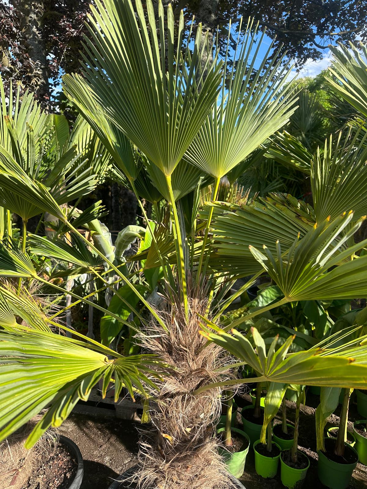 PALME TRACHYCARPUS Wagnerianus HÖHE 250 CM WINTERHART -25 GRAD Stamm 1 Meter