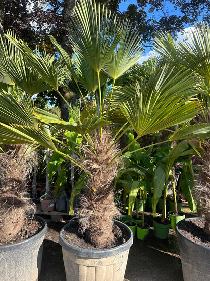 PALME TRACHYCARPUS Wagnerianus HÖHE 250 CM WINTERHART -25 GRAD Stamm 1 Meter