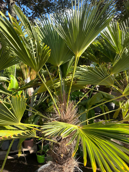 PALME TRACHYCARPUS Wagnerianus HÖHE 250 CM WINTERHART -25 GRAD Stamm 1 Meter