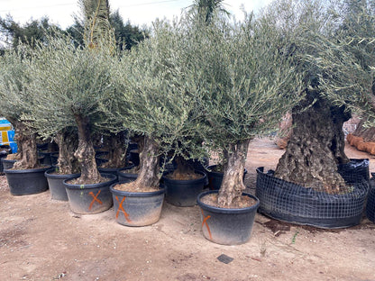 Olivenbaum Bonsai 120 Jahre Alt Winterhart bis -18 Höhe ca. 200 cm Olea Europaea TOP ANGEBOT!!!