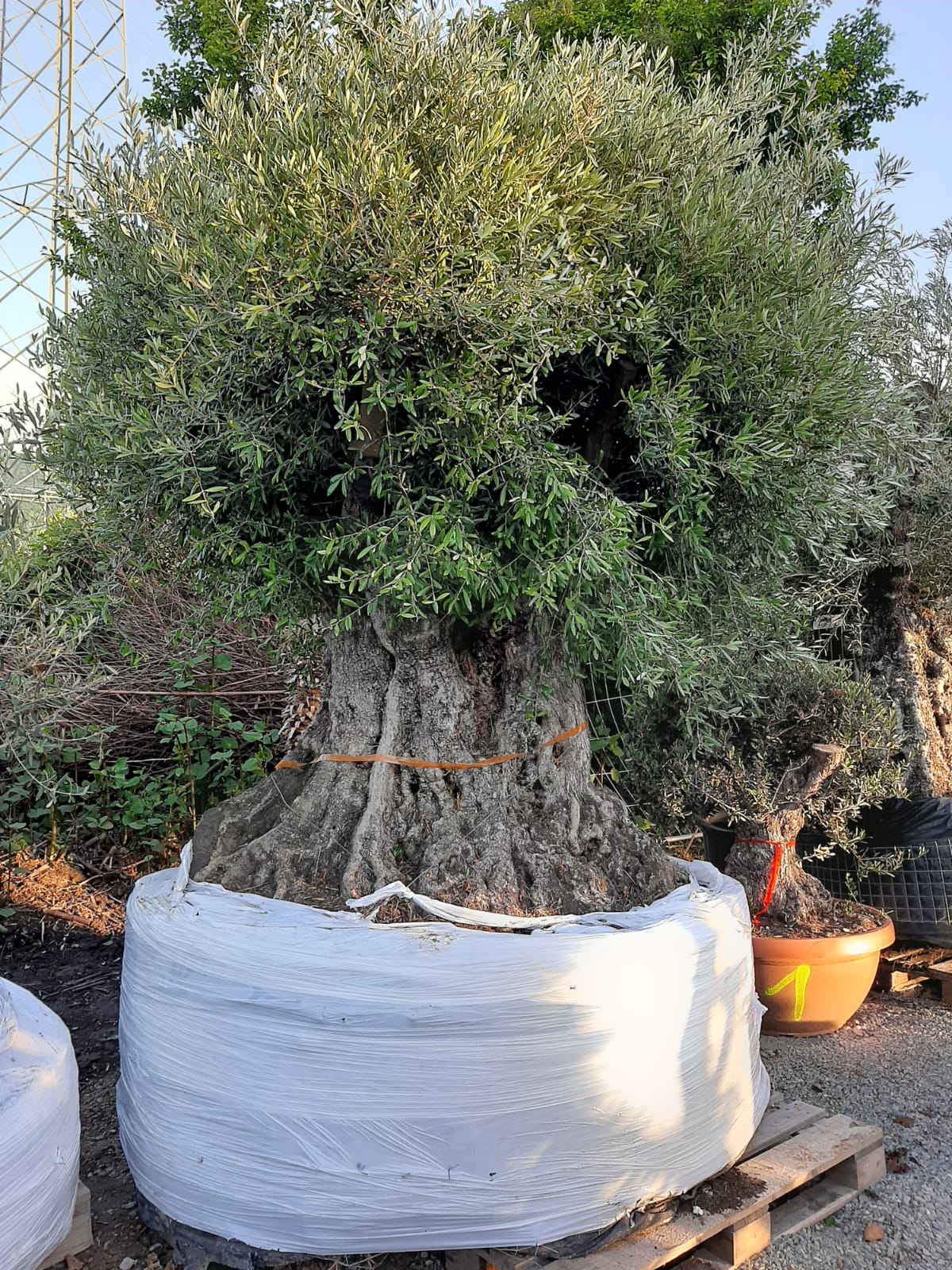 Olivenbaum XXL 500 Jahre Alter schöner knorriger Stamm Olea Europaea Highlight