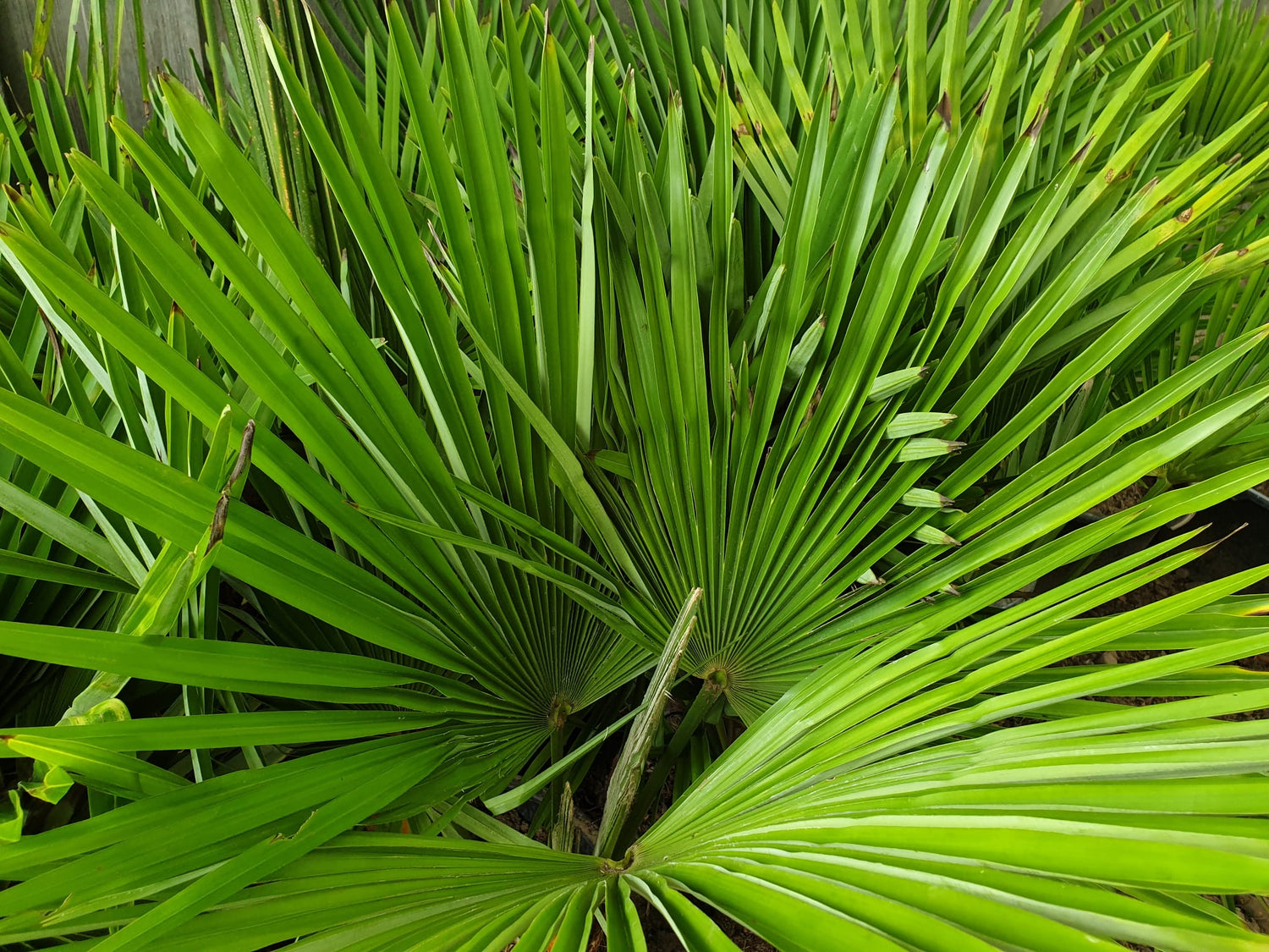 PALME TRACHYCARPUS FORTUNEI HÖHE 120CM WINTERHART -19 GRAD Stamm 20cm