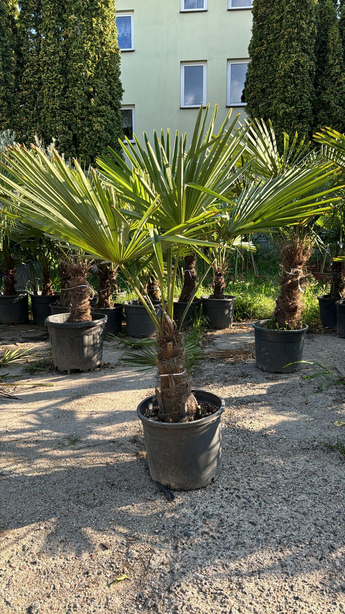 Palme Trachycarpus fortunei Höhe 150 cm Winterhart -19 Grad Stamm 30-40cm