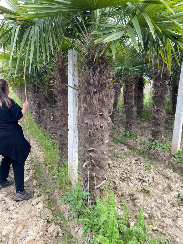 PALME TRACHYCARPUS FORTUNEI HÖHE 300CM WINTERHART -19 GRAD Stamm 150cm Direkt aus Griechenland