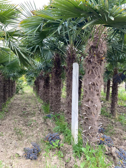 PALME TRACHYCARPUS FORTUNEI HÖHE 300CM WINTERHART -19 GRAD Stamm 150cm Direkt aus Griechenland