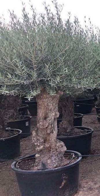 Olivenbaum Bonsai 100 Jahre Alt Winterhart bis -18 Höhe ca. 200 cm Olea Europaea TOP ANGEBOT!!!