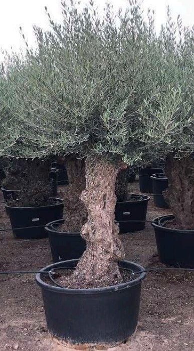 Olivenbaum Bonsai 100 Jahre Alt Winterhart bis -18 Höhe ca. 200 cm Olea Europaea TOP ANGEBOT!!!