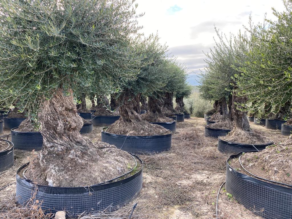 Bonsai Olivenbaum XL Olea Europaea ca. 350 Jahre Alt Premium Qualität aus Spanien