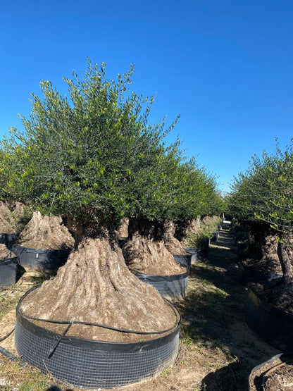 Bonsai Olivenbaum XL Olea Europaea ca. 350 Jahre Alt Premium Qualität aus Spanien