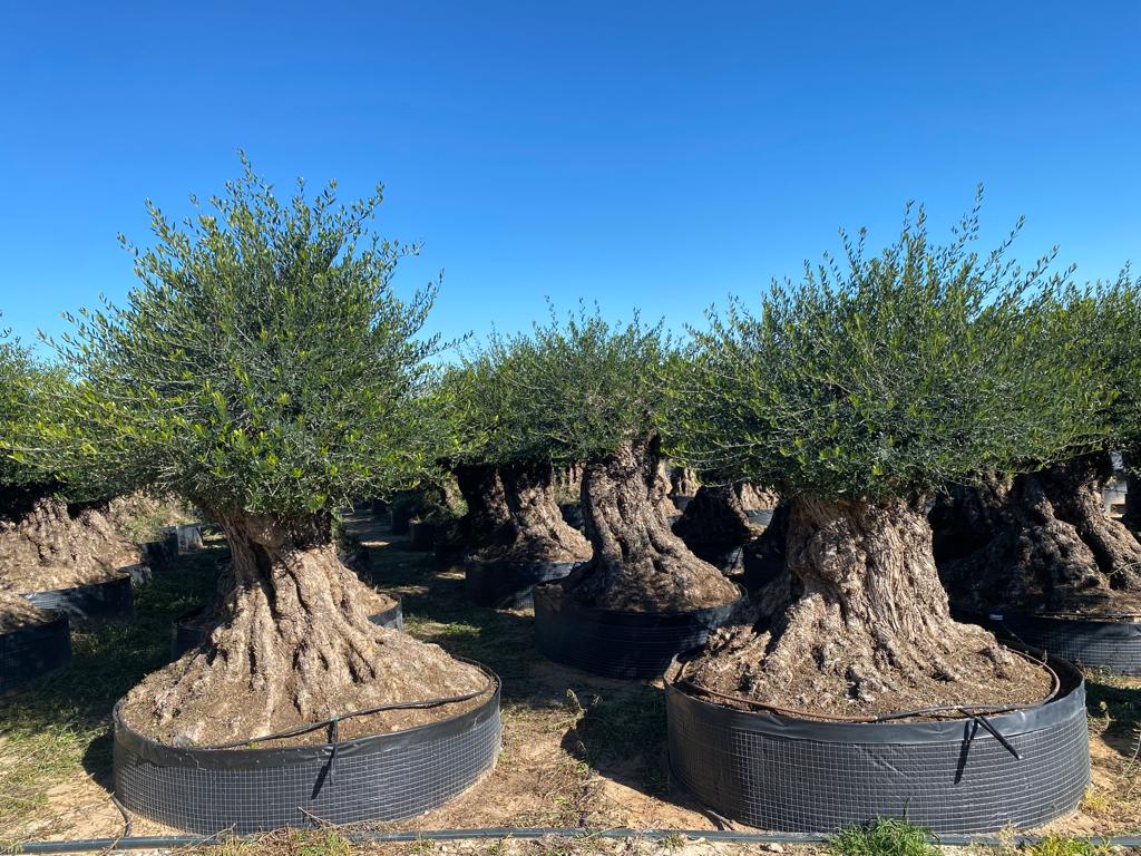 Bonsai Olivenbaum XL Olea Europaea ca. 350 Jahre Alt Premium Qualität aus Spanien
