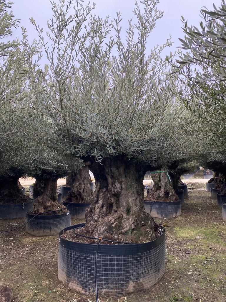 Bonsai Olivenbaum XL Olea Europaea ca. 250 Jahre Alt Premium Qualität aus Spanien