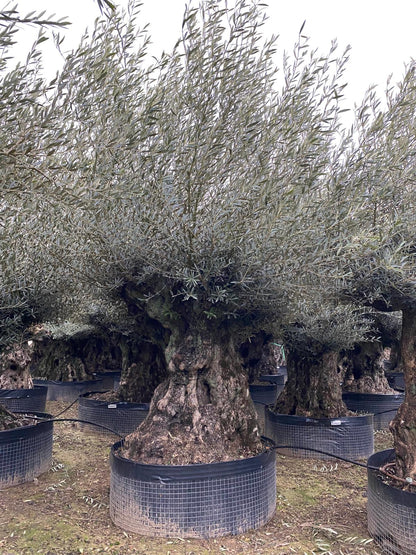 Bonsai Olivenbaum XL Olea Europaea ca. 250 Jahre Alt Premium Qualität aus Spanien