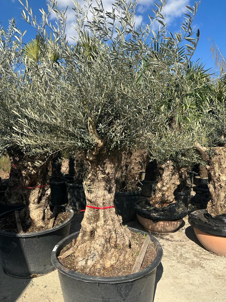 Olivenbaum Bonsai 120 Jahre Alt Winterhart bis -18 Höhe ca. 200 cm Olea Europaea TOP ANGEBOT!!!