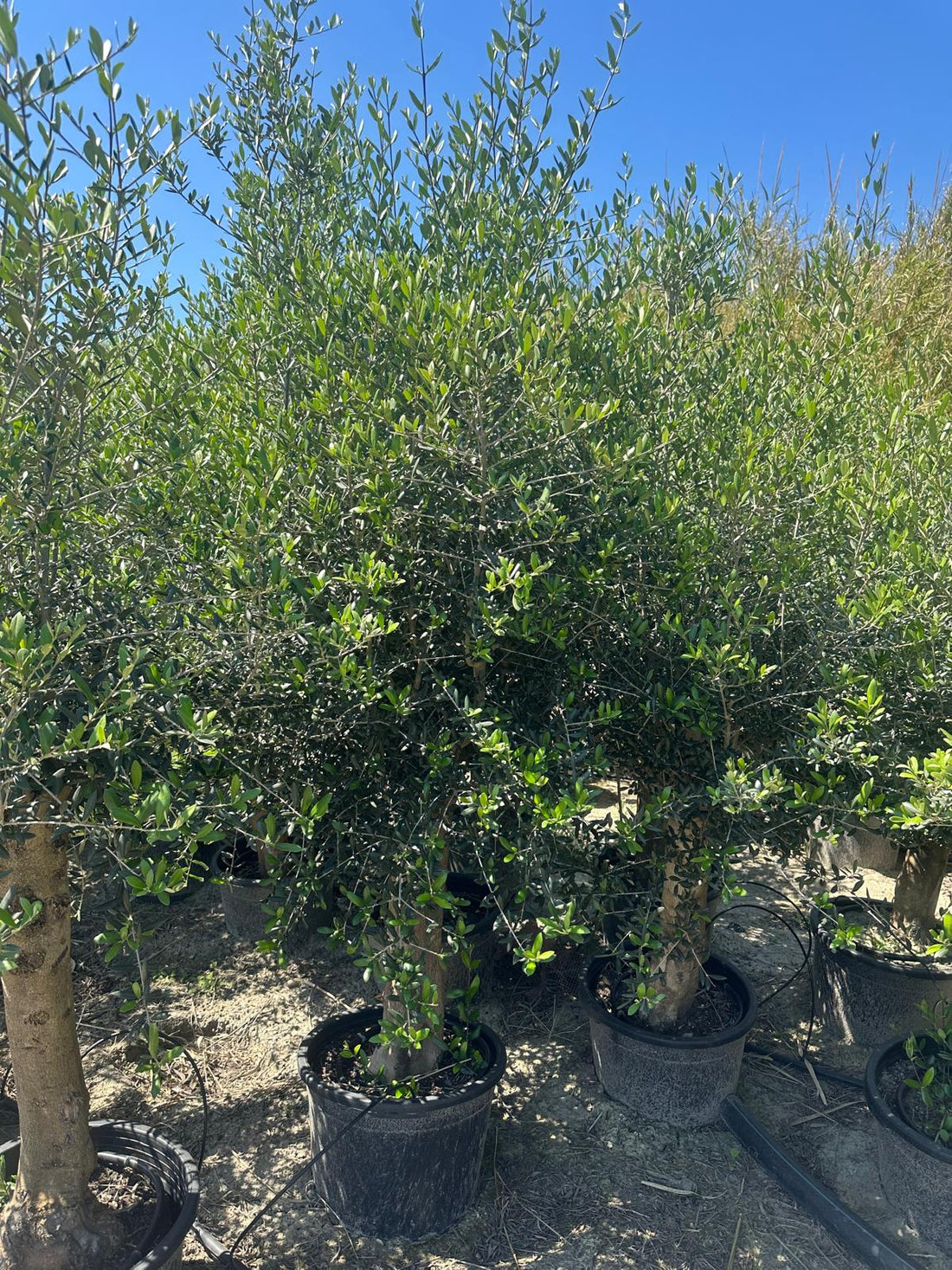 Olivenbaum Olea Europaea ca. 200 cm höhe Premium Qualität aus Spanien