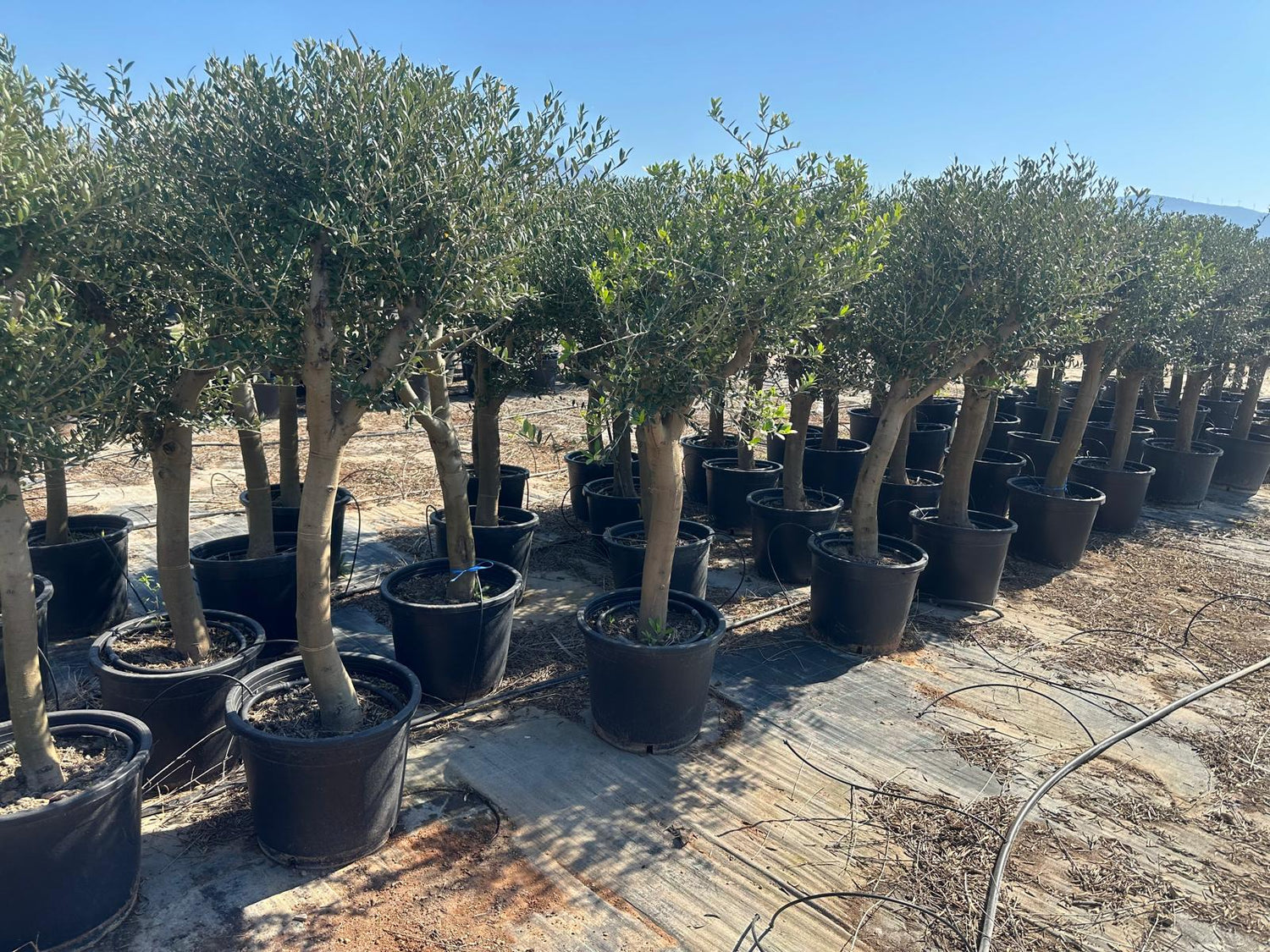 Olivenbaum Olea Europaea ca. 180 cm höhe Premium Qualität aus Spanien