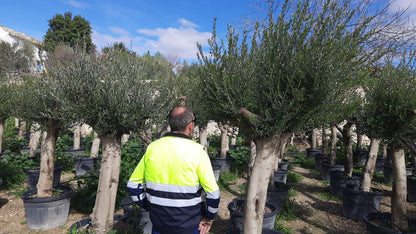 Olivenbaum Olea Europaea ca. 60 Jahre Alt extra Dicke Stämme Top Qualität