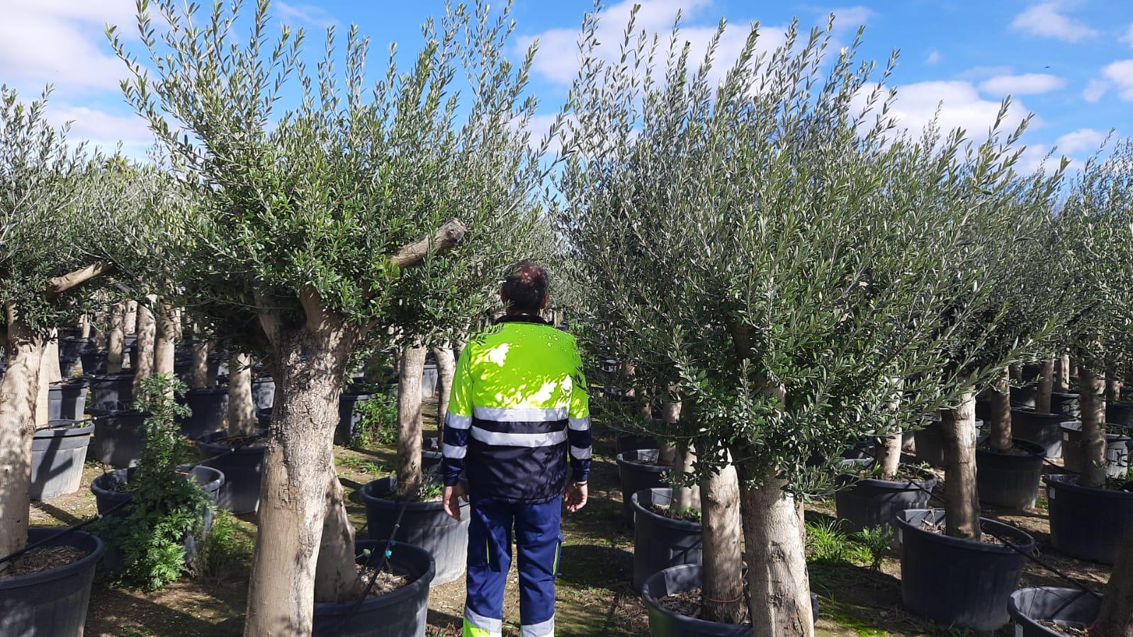 BIS 10% RABATT AUF SCHÖNE DICKE ALTE good OLIVEBÄUMEN