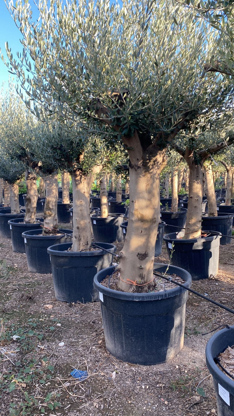 Olivenbaum Olea Europaea ca. 60 Jahre Alt extra Dicke Stämme Top Qualität