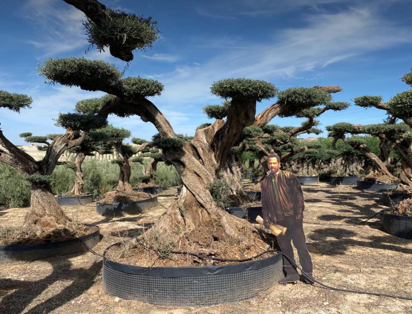Olivenbaum Pom Pom XXXL Exemplar Olea Europaea ca. 300 Jahre Alt Premium Qualität
